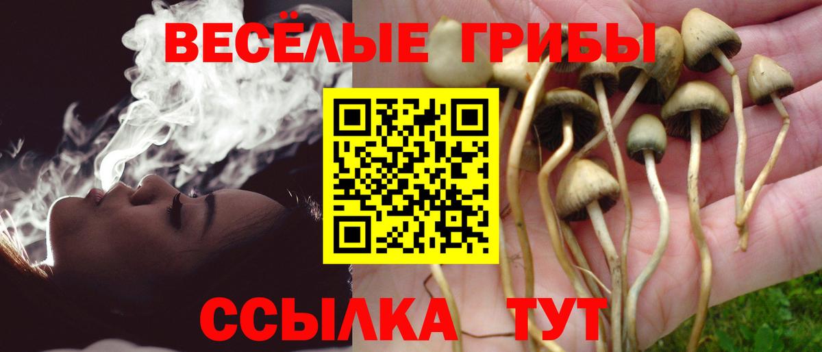 Псилоцибиновые грибы Psilocybine cubensis Котовск